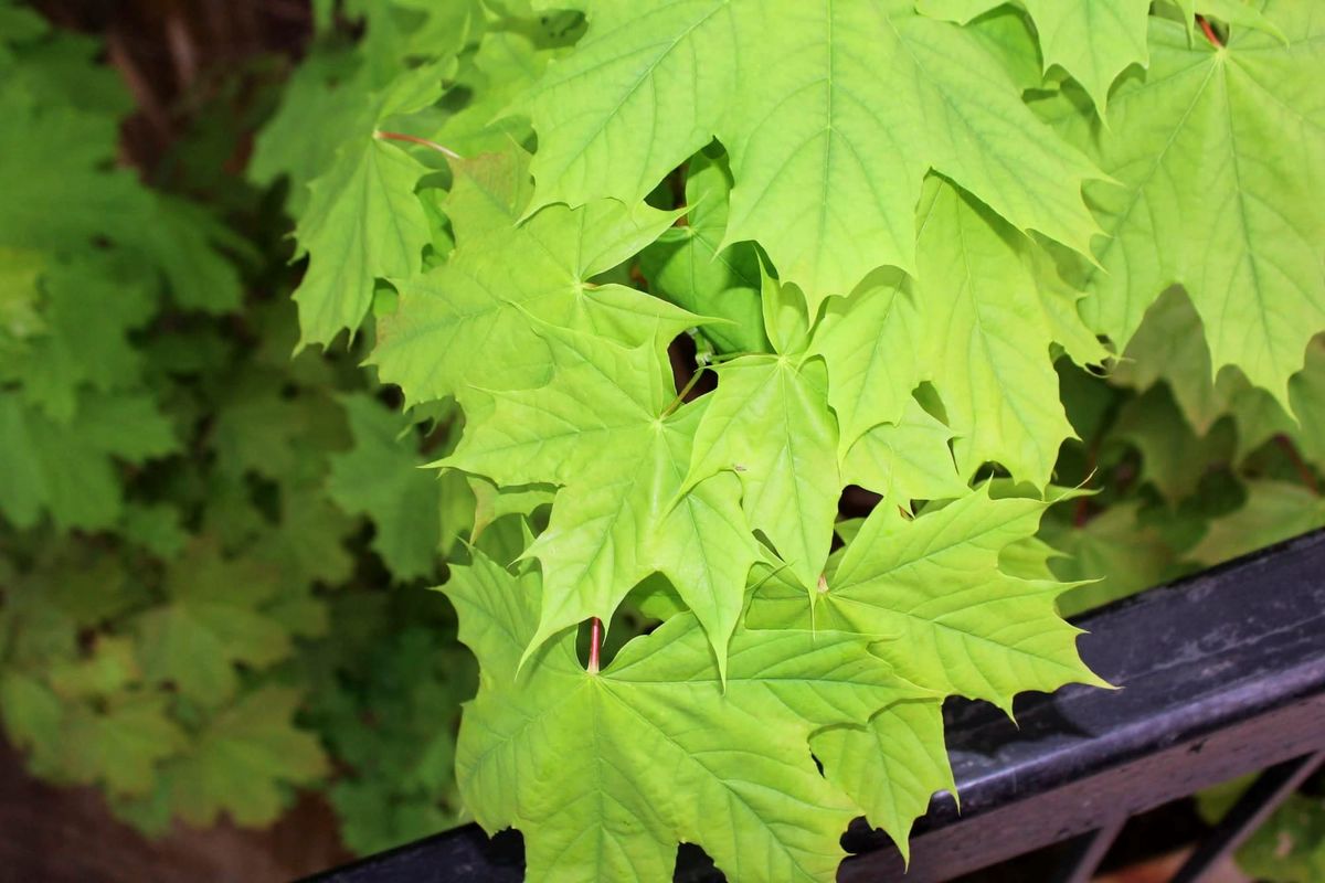 Land Acknowledgement