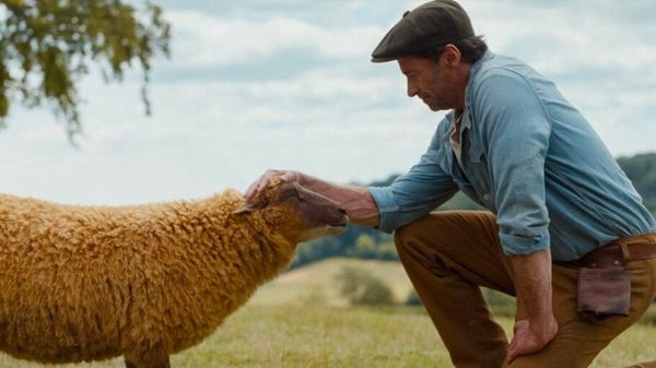 Nobody asks what the sheep remember.