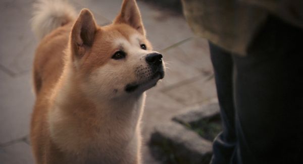 Loyalty is unconditional. Grief is not.