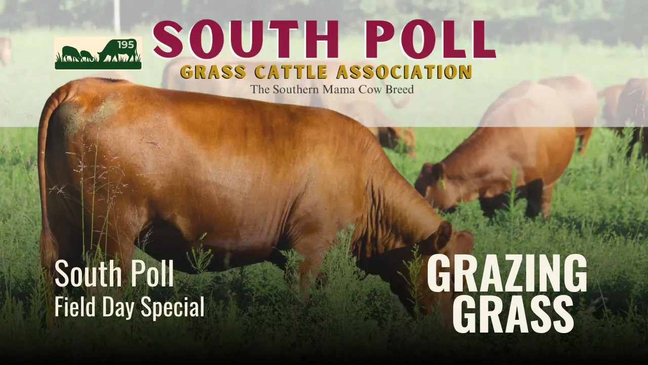 195 | South Poll Field Day, 2025