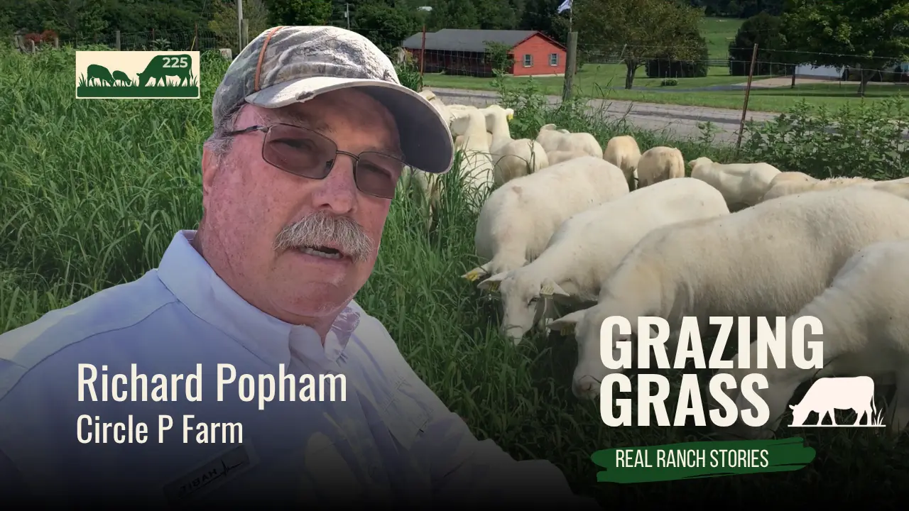 225 | Sheep, Polywire, and Practical Grazing with Richard Popham