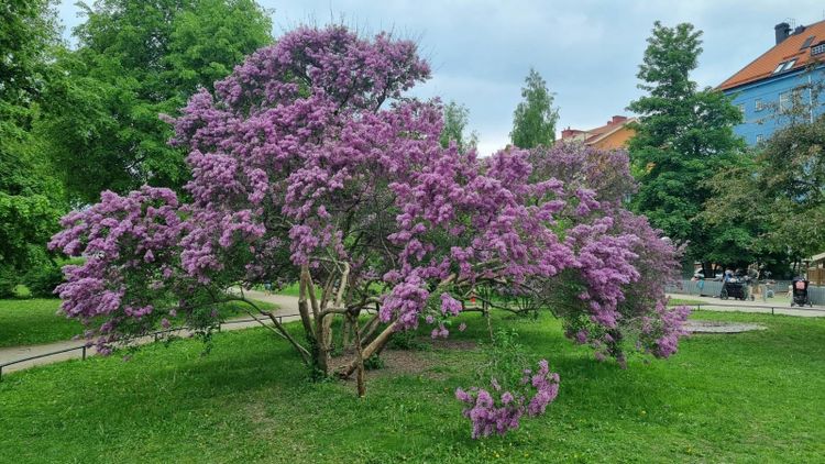 Spring newsletter - 2026