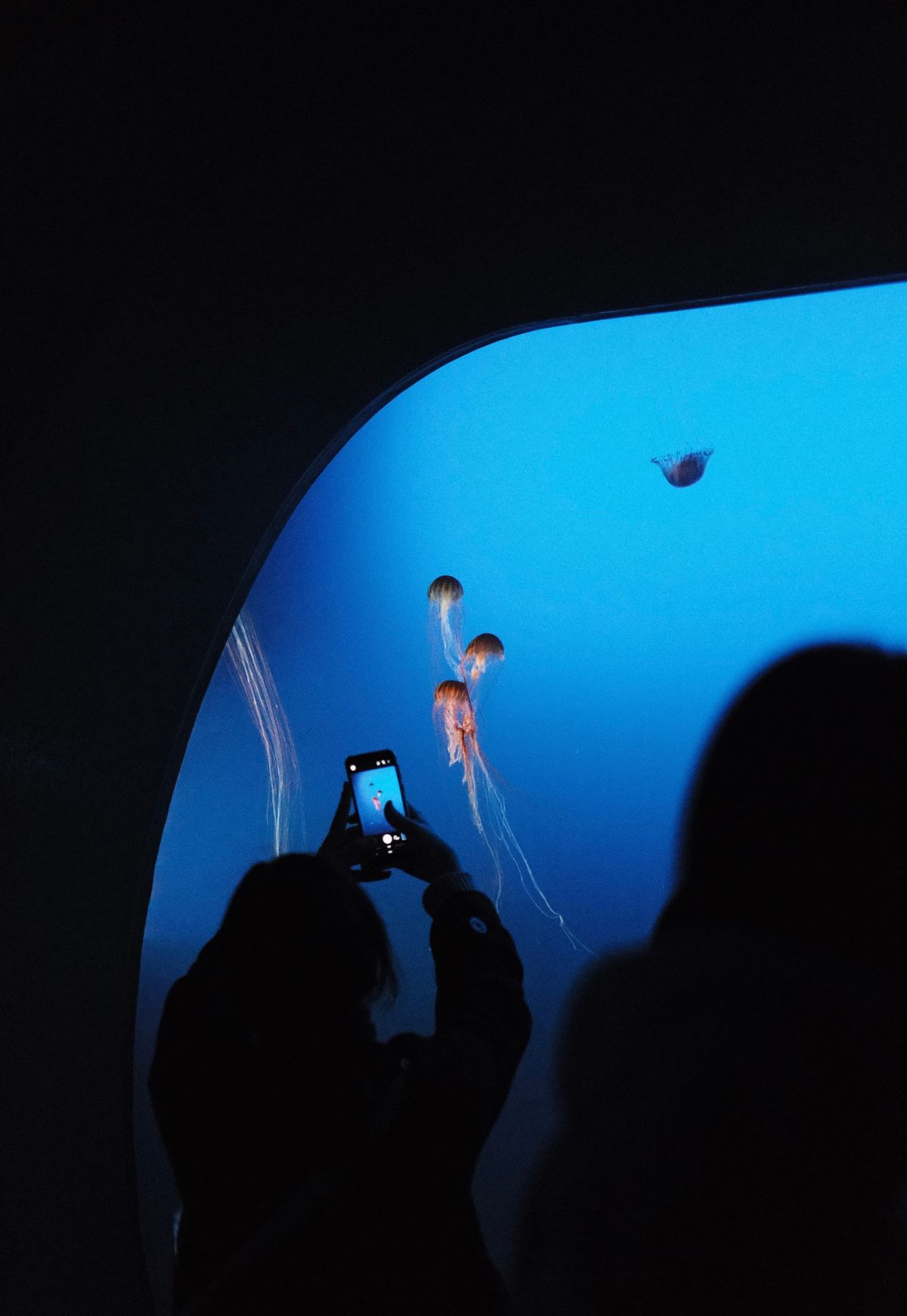 Japanese Aquarium Photos – Part 1