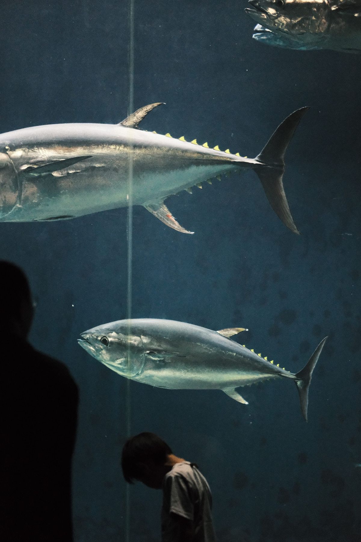 Aquarium Therapy – Part 2