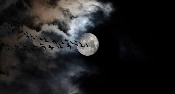 ✦Weekender✦ Burger blast | Pumkpin patch | Existential shark | Scary birds | Funny weather | Zombie maze | Big bluegrass 🪕