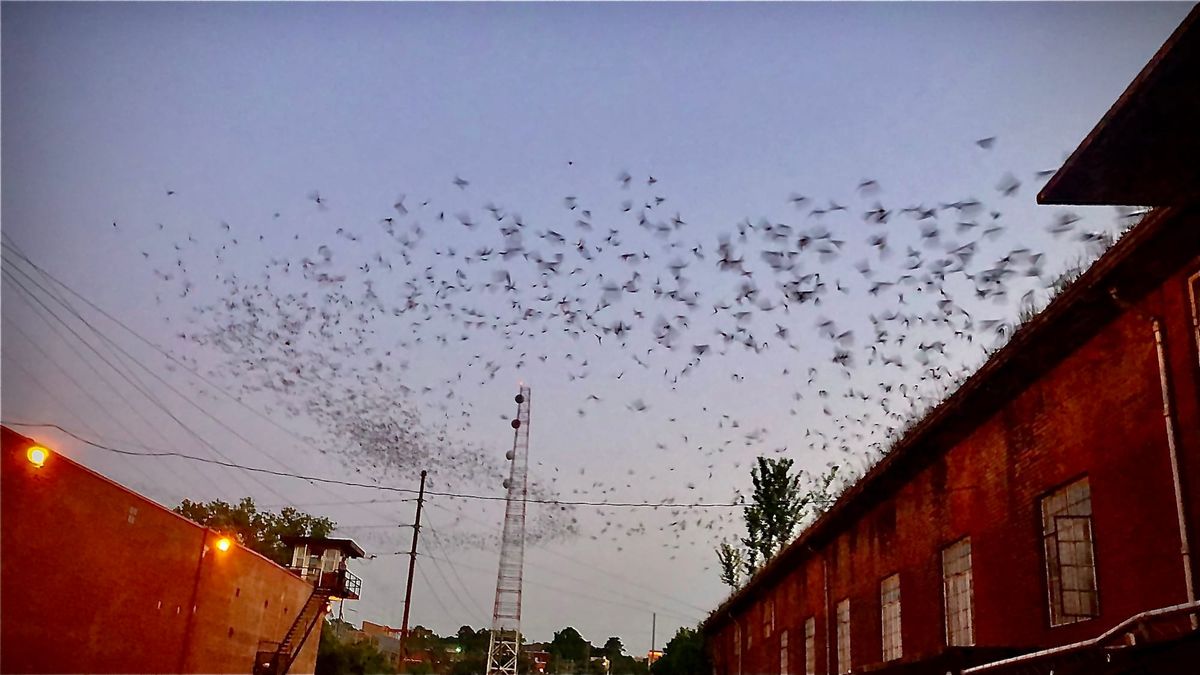 Bat happens