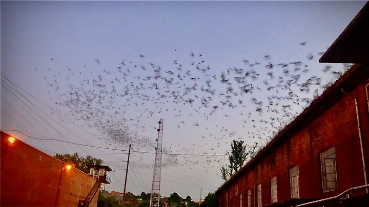 Bat happens