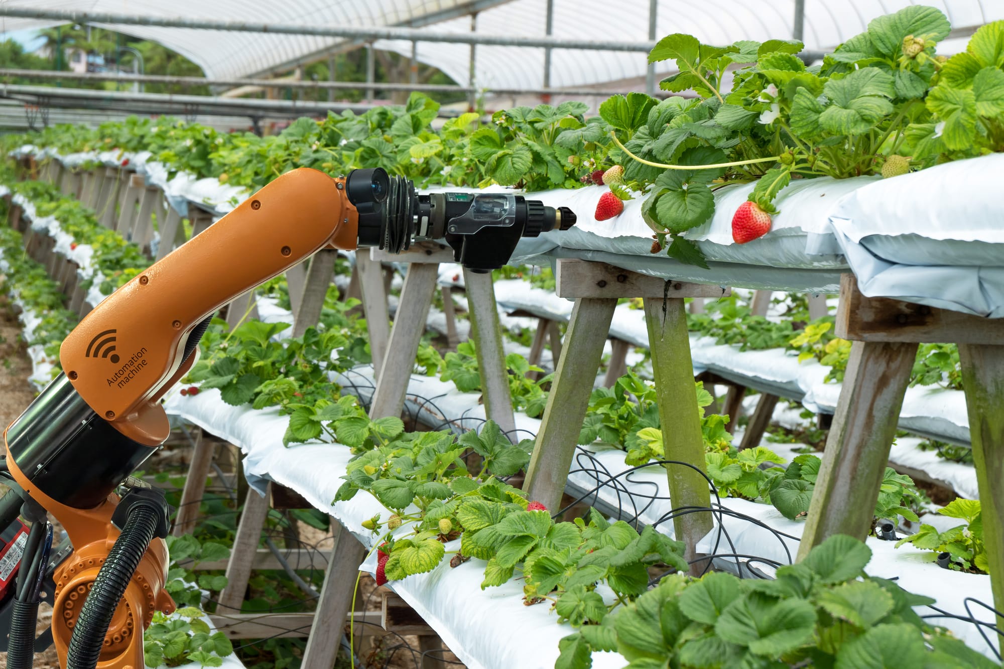 Global Trends and Adoption in CEA and Vertical Farming