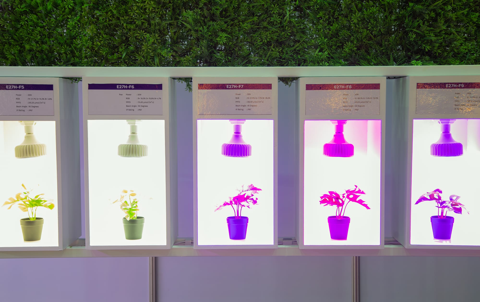 Long Read: The Influence of Different Light Wavelengths on Plant Growth