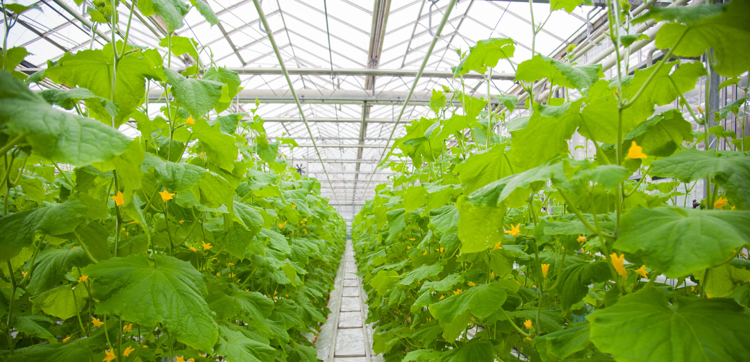 The Different Types of Indoor Plant Production