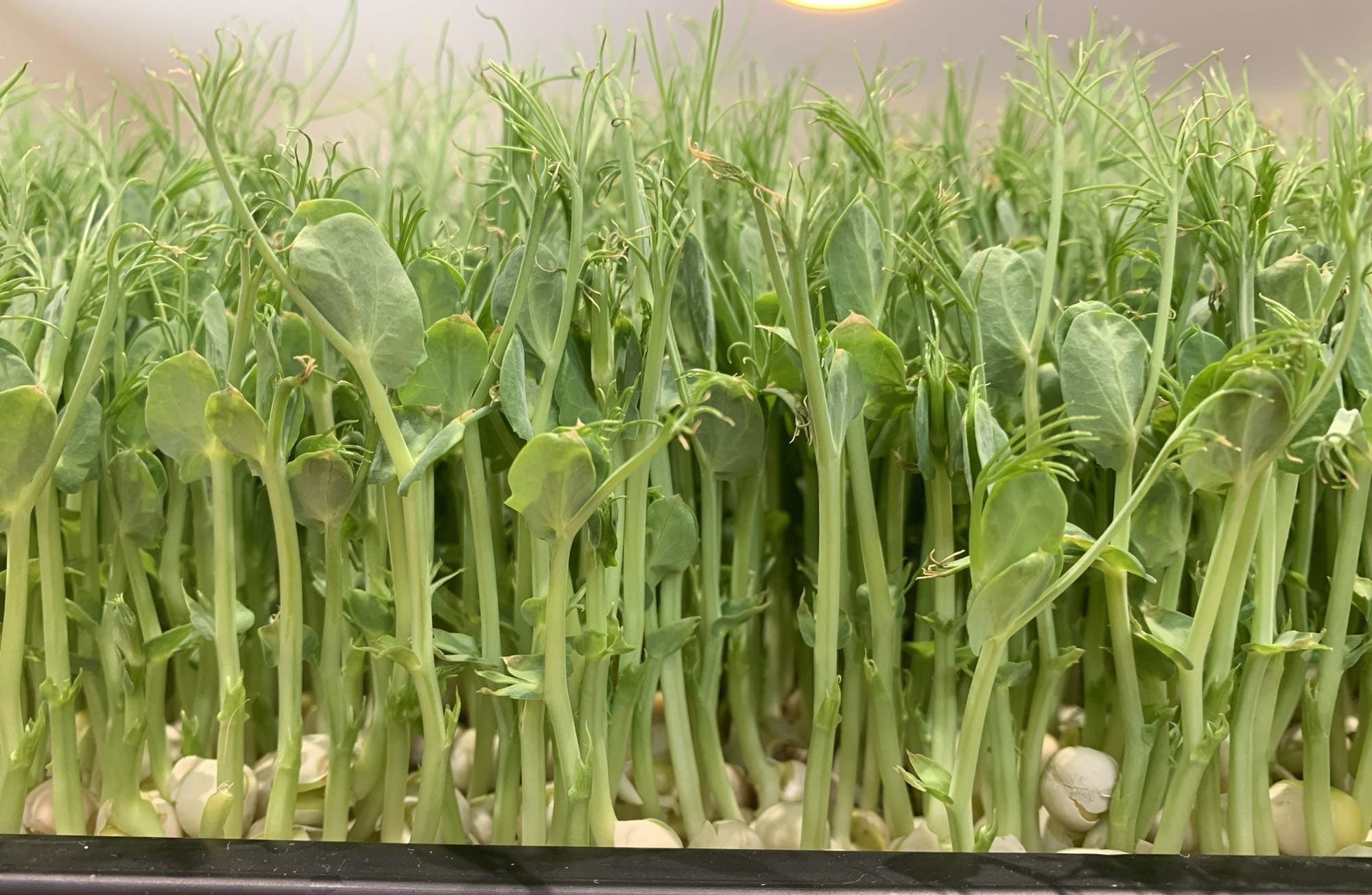 Growing Peas (Pisum sativum) in Indoor Farming - Evidence Review