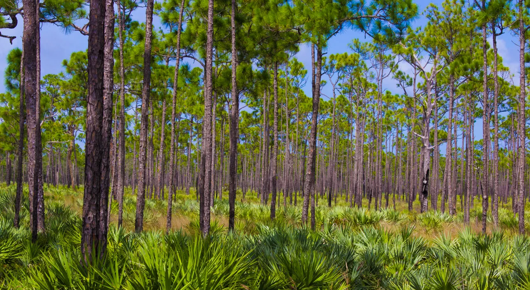 
                                        Jonathan Dickinson State Park, Florida, Pickleball
                                    