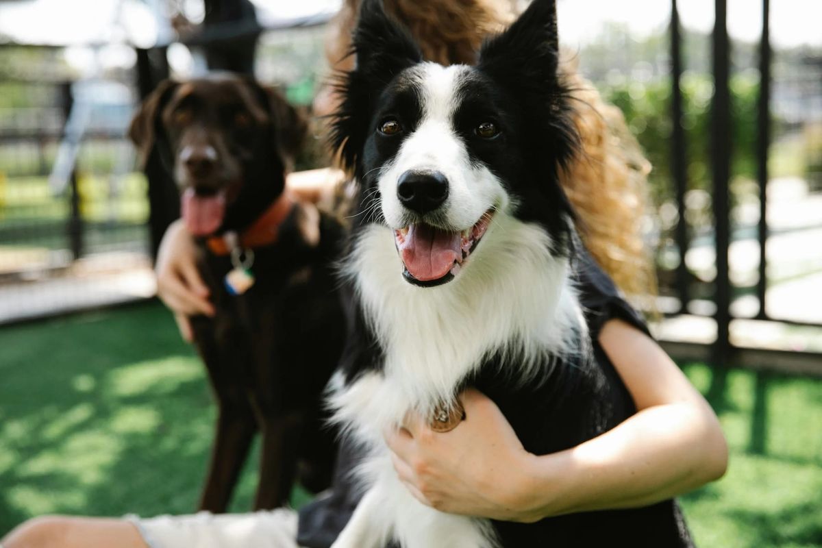 Dougie’s Dog Bar Opening In Orlando This January