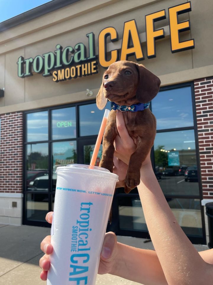 Tropical Smoothie Cafe Opening in Doral This August
