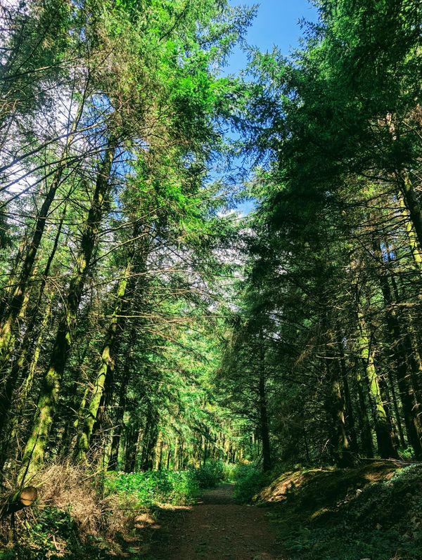 Afan Forest & Pontrhydyfen: Hiking Trails and Local Food