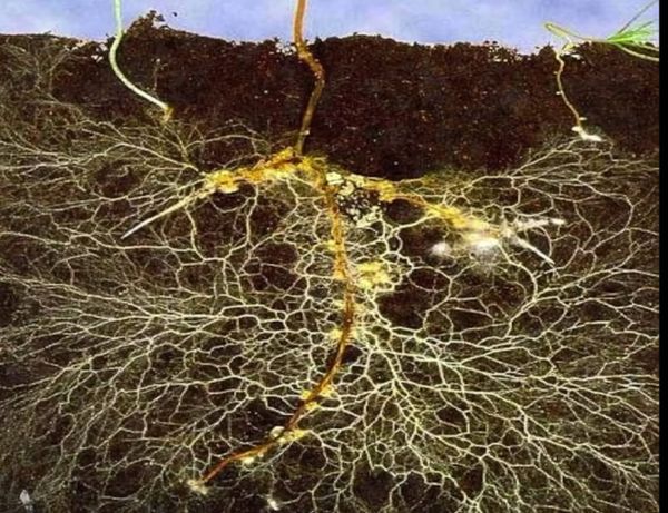 🌳 The Trees are Our Nervous System 🌴 🌲