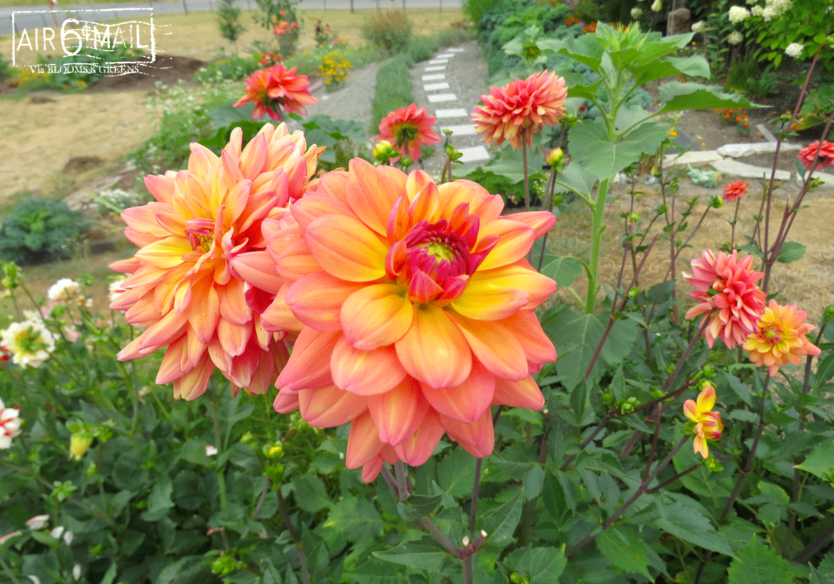 Dahlias, Summer, 2022. Photo by B&G