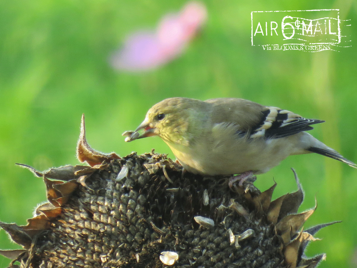 American Goldfinch feasting on a sunflower head. Photo by B&G