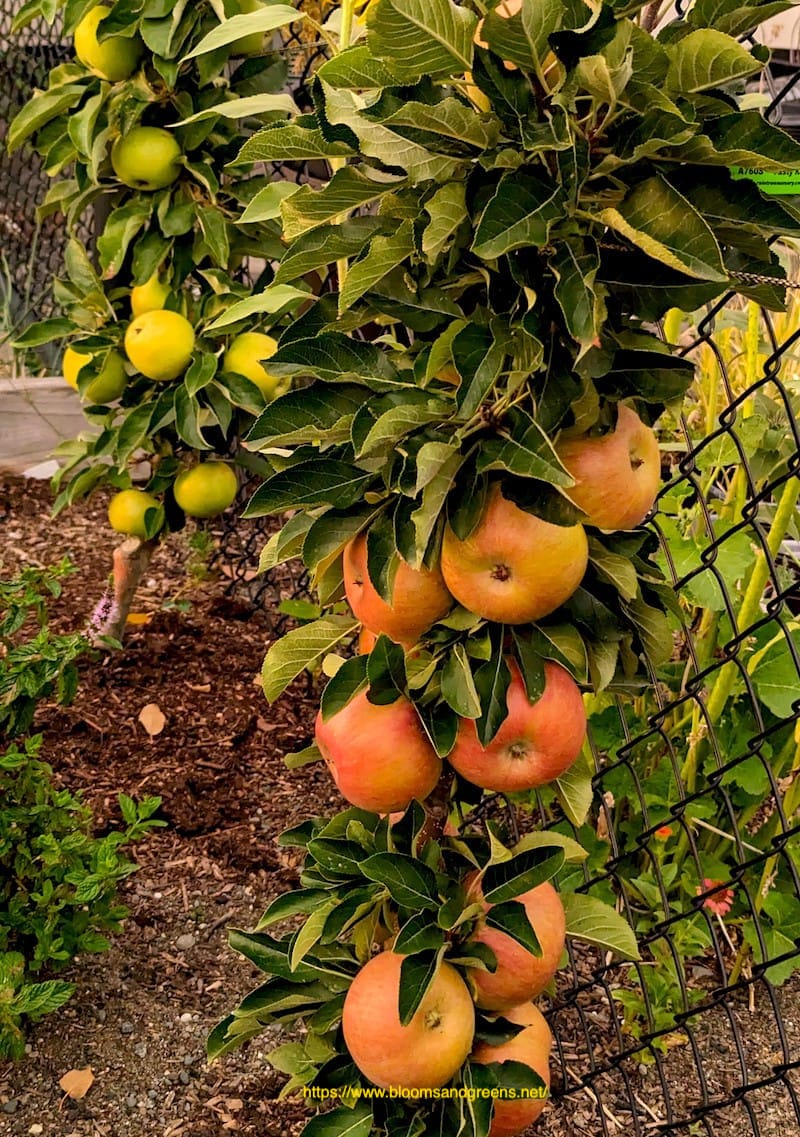 Two columnar apple trees with yellow green and blushing red fruits.