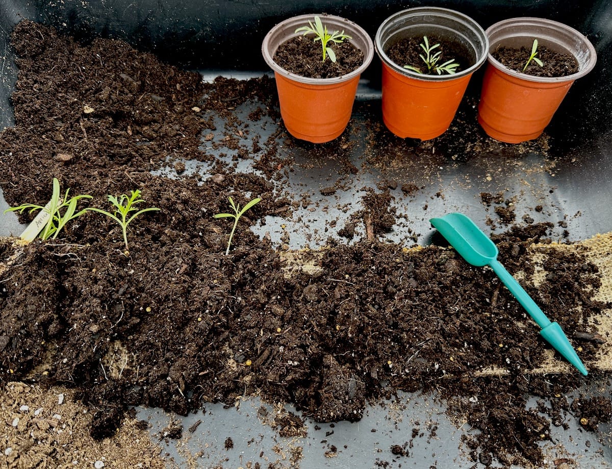 Unrolled burlap showing starter plants, three small orange pots, and a tiny garden tool.