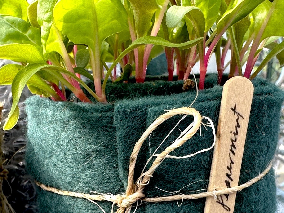 Starter plants with pink stems grown in a green roll made of felt, tied with a twine and labeled "peppermint"