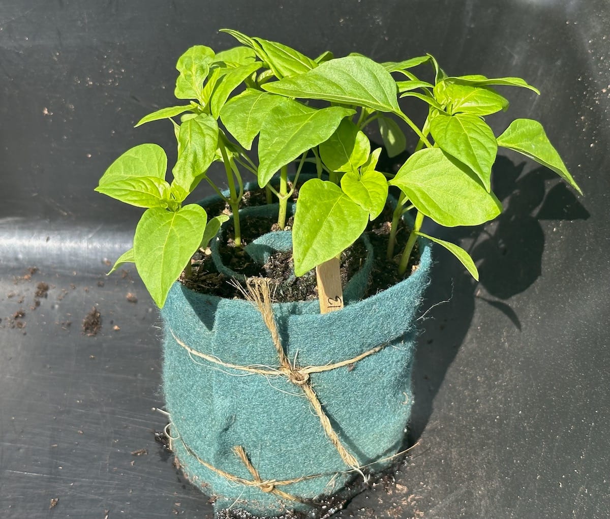 Plants sprouting in a green snail roll tied with a twine