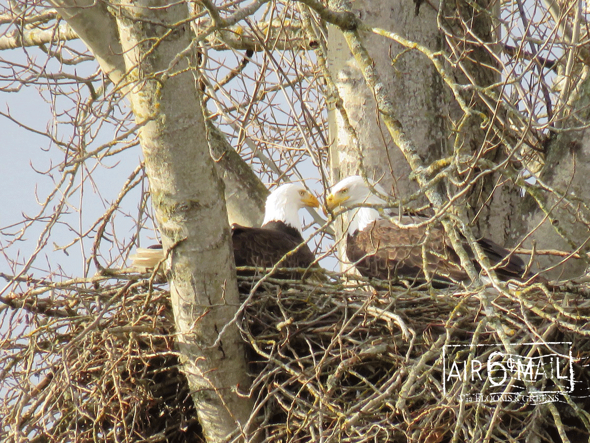 two white headed birds in a nest made of twigs.