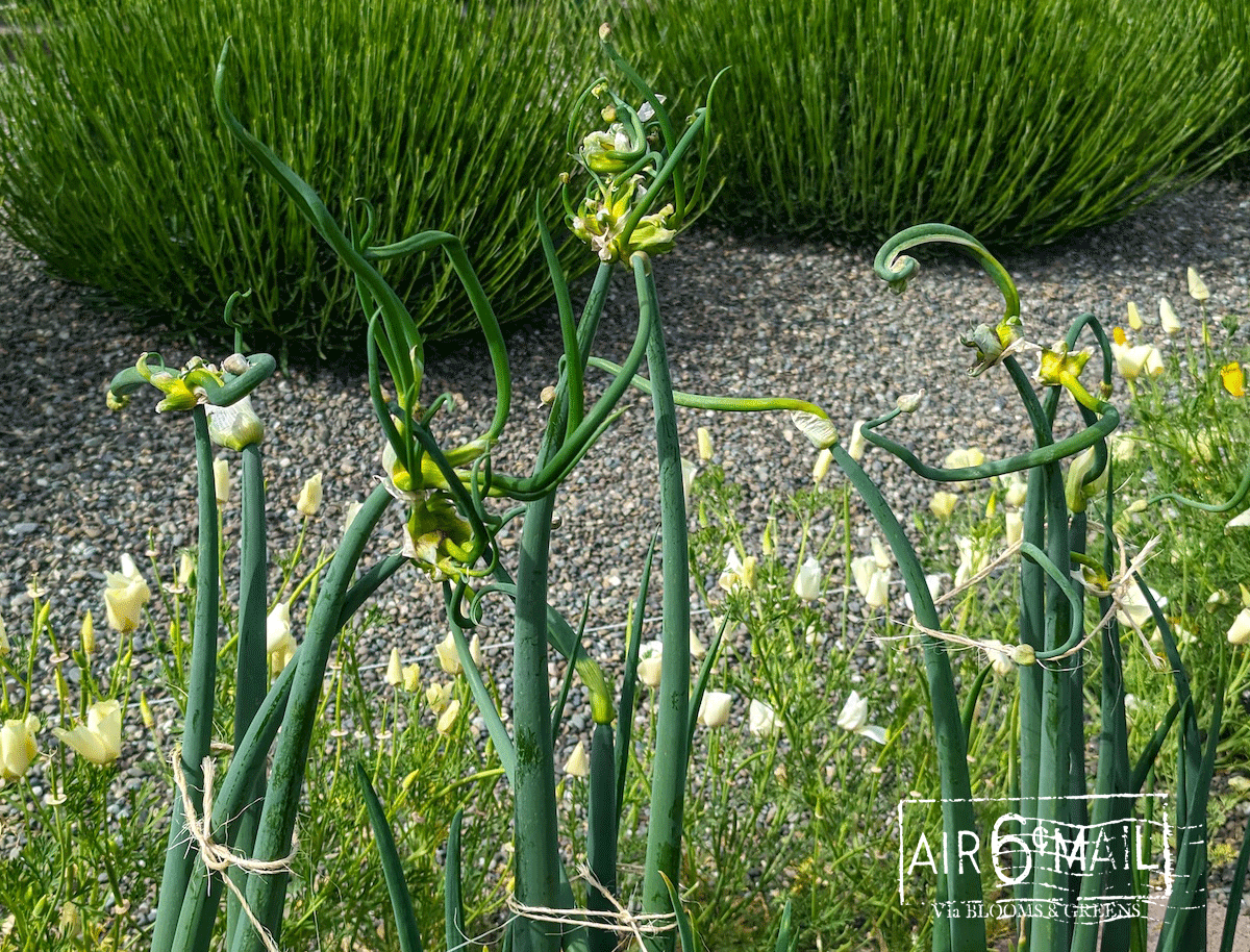 egyptian walking onion: it's not like the others