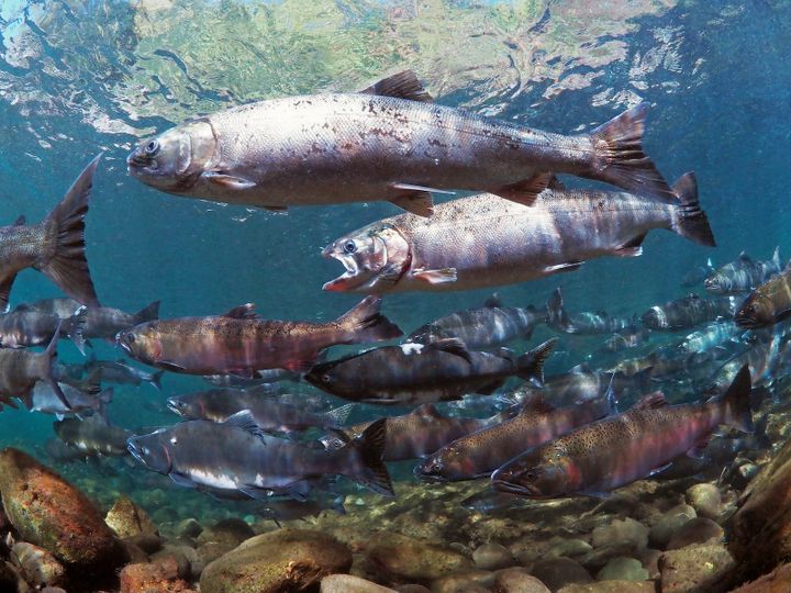 oho and pink salmon move in the Big Quilcene River