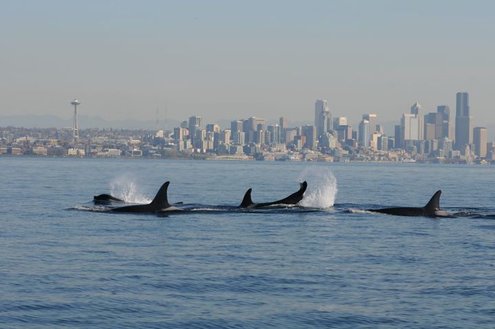 Killer whales with Seattle in the background.