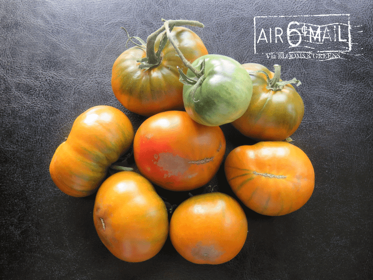 from sungold to purple: this year’s tomato patch