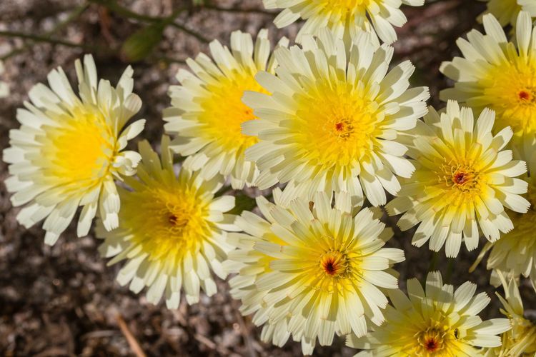 the little dandelion