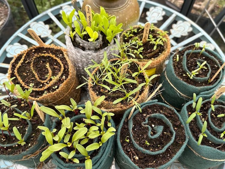 snail roll: seed starting, sushi style
