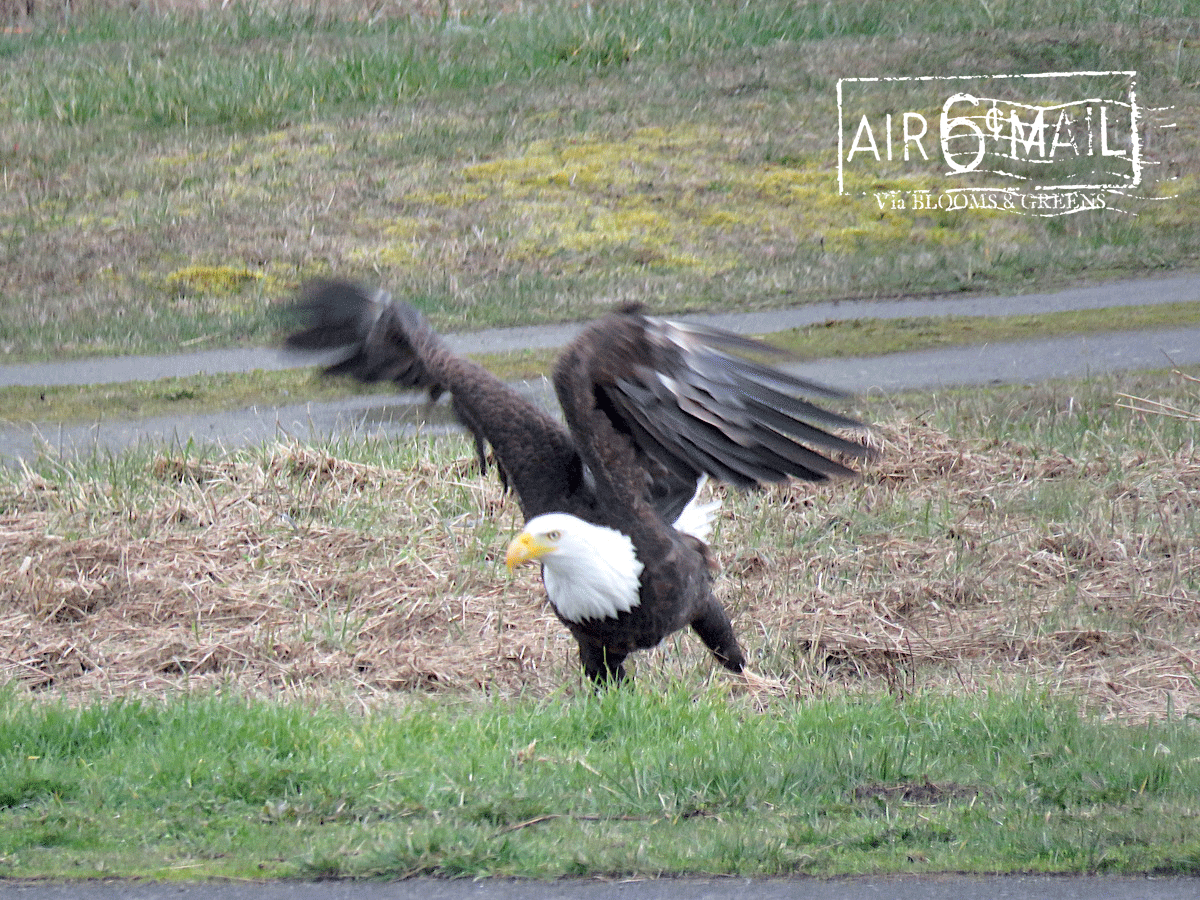 bald eagle tales