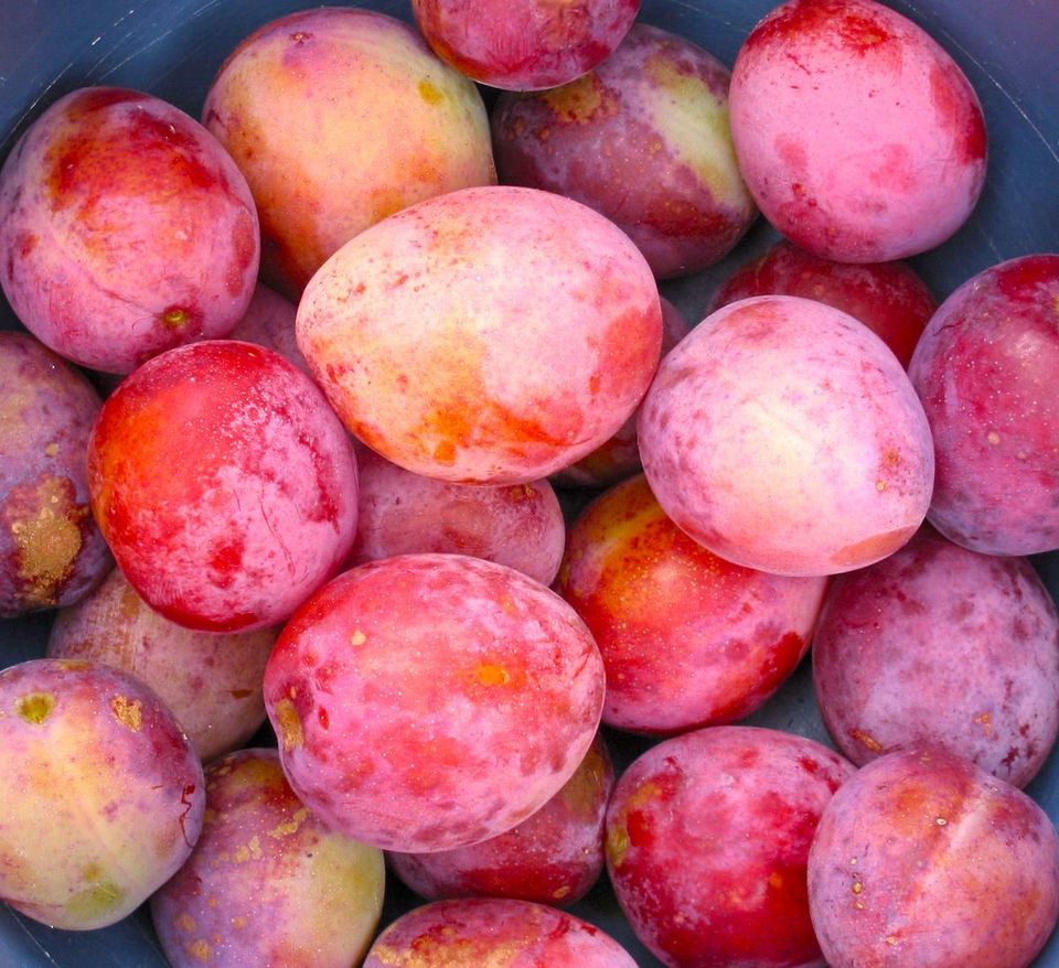 Prunus domestica 'Reine Victoria’ by Rasbak - Via CC BY-SA 3.0