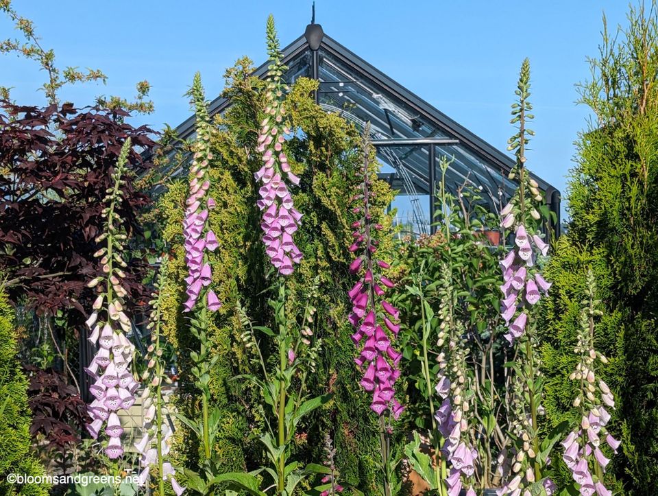 Foxgloves in various shades flowering outside the glass greenhouse.