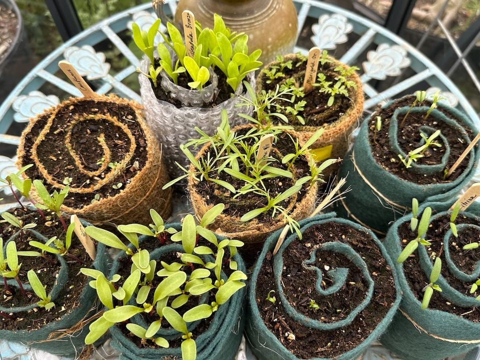 plastic, felt, and burlap snail rolls with starter plants