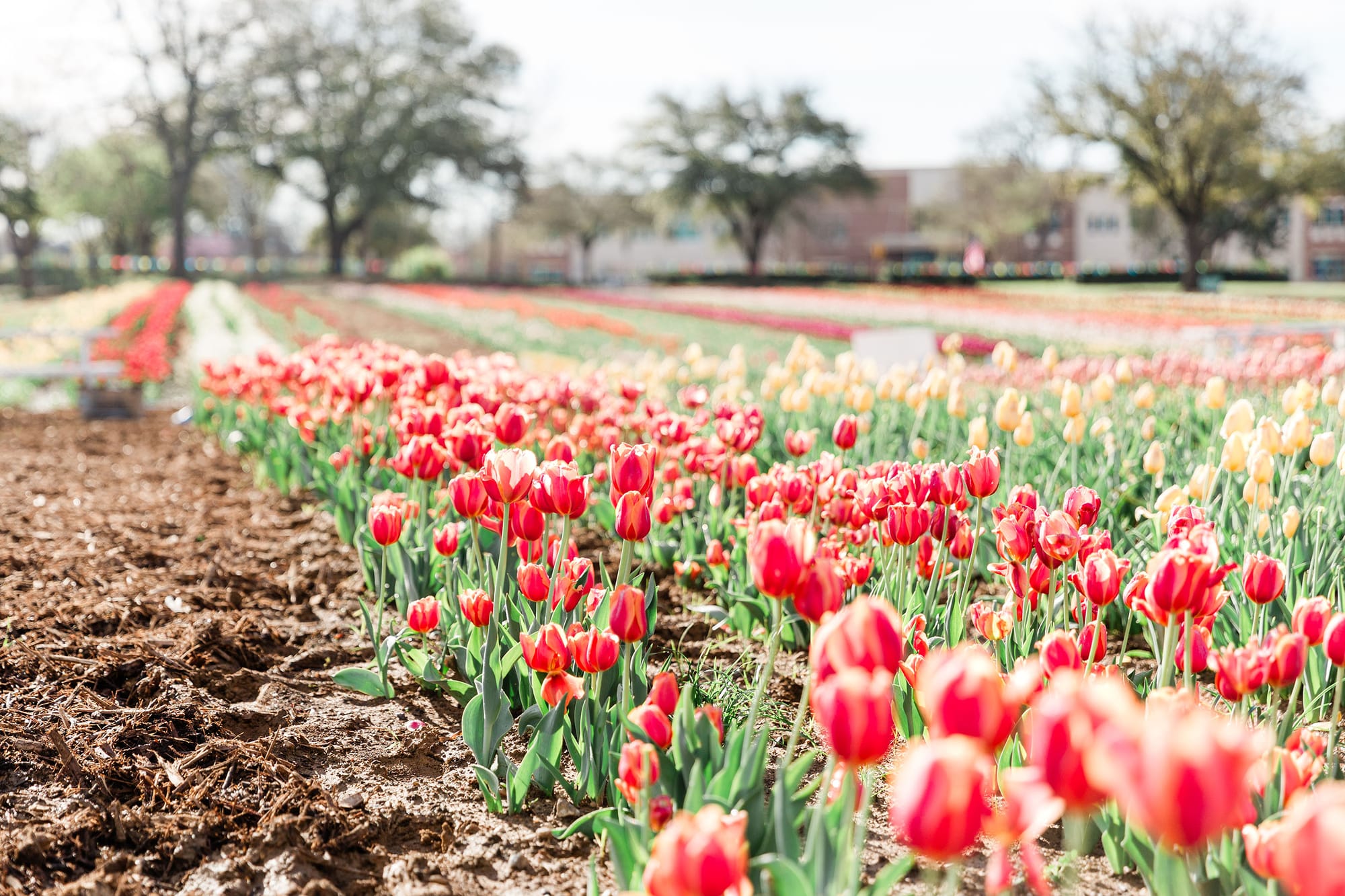 A photo of the tulip field at the 2024 Tulipalooza. &nbsp;Photo credit: Lauren Zoucha, Ellis County Minis