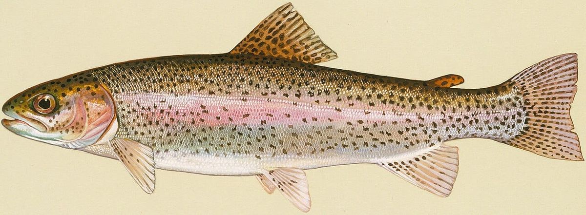 Rainbow trout stocking set for Dec. 2 at Ellis County locations