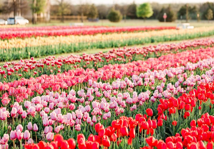 A photo of the tulip field at the 2024 Tulipalooza.  Photo credit: Lauren Zoucha, Ellis County Minis