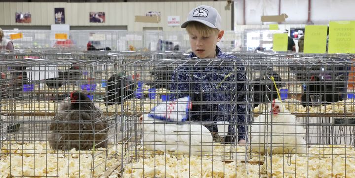 A youth exhibitor looks over several chickens during the Yellow Rose Classic poultry show.