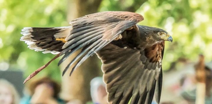 A bird of prey in flight.