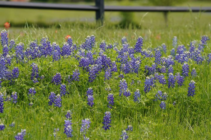 Photograph of bluebonnets in a field near Ennis, Texas.