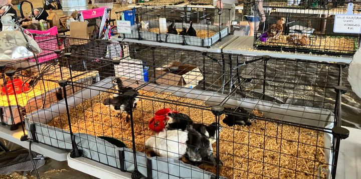 A photo of chickens in a pen at a trades day.