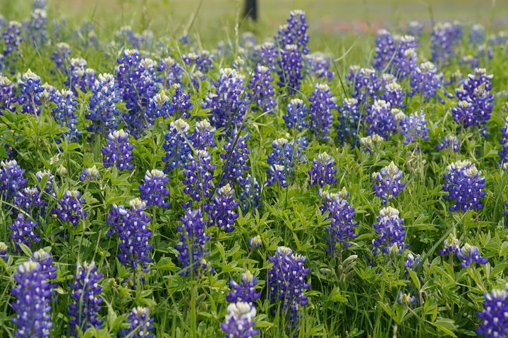 A photograph of a bluebonnet field.