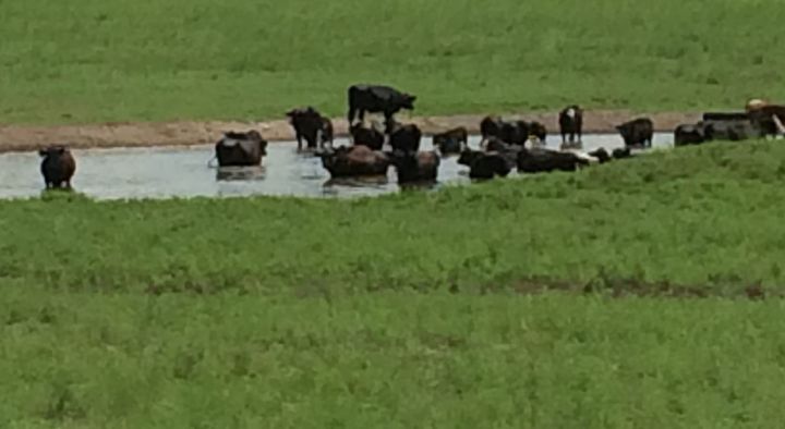 A herd of cattle visits a tank of water while out in their pasture.