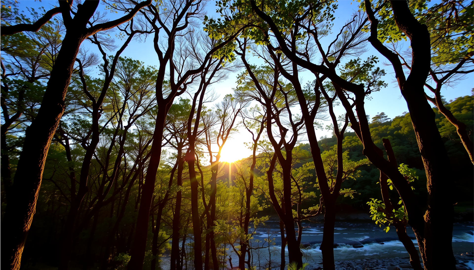 A forest in the summer, at sunset.