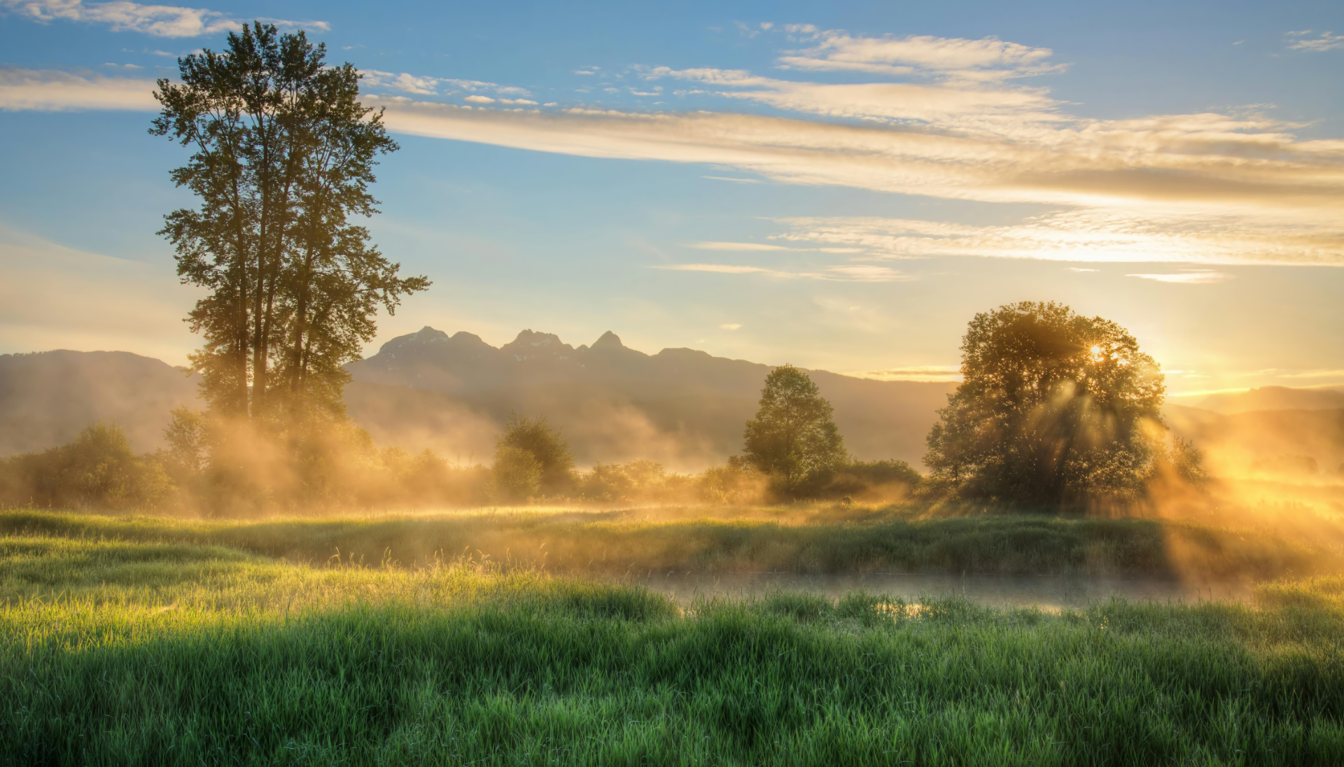 Silhouette Of Trees - Photo by James Wheeler
