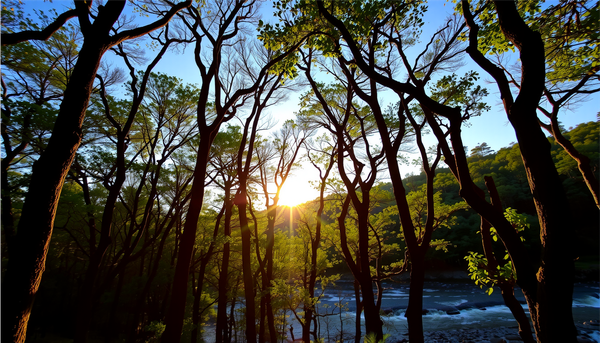 A forest in the summer, at sunset.