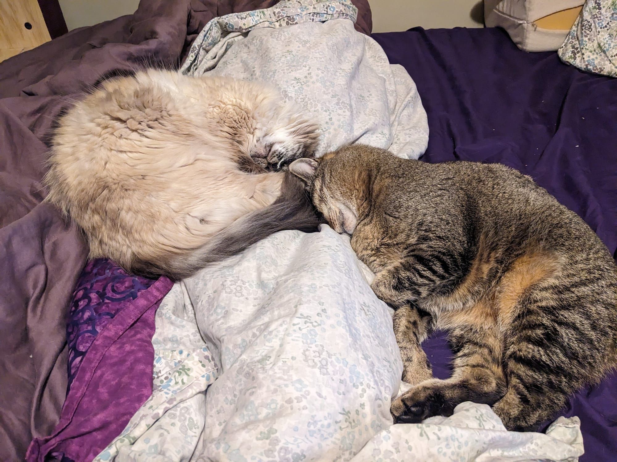 Gratitude is not a competition